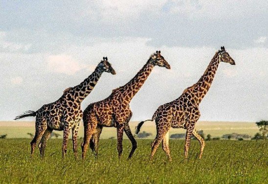 Sonja Metzger/Divulgação