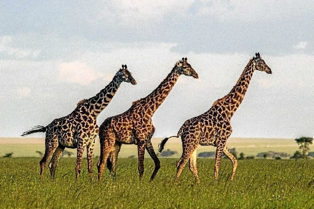 PF e MPF investigam morte de três girafas trazidas da África do Sul para zoo do RJ