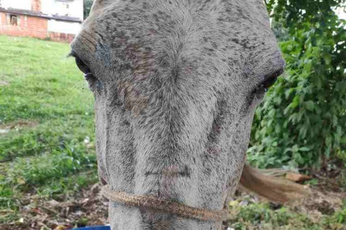 A égua foi resgatada em situação de maus-tratos na QR 511 de Samambaia Sul