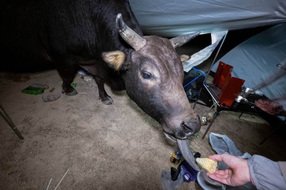 Visitantes deixam vacas selvagens famintas em ilha de Hong Kong