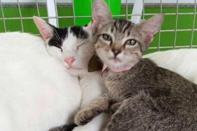  Lanchonete vai fazer arrecadação de ração e dar sorvete pet na terça
