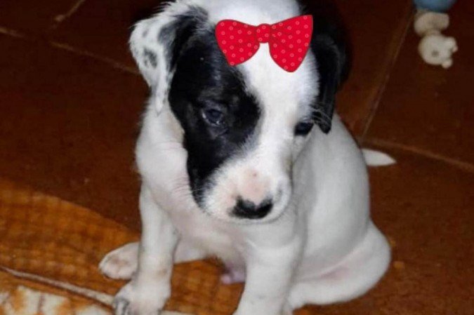  Lanchonete vai fazer arrecadação de ração e dar sorvete pet na terça
