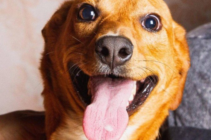  Lanchonete vai fazer arrecadação de ração e dar sorvete pet na terça
