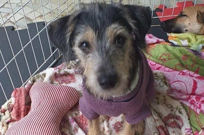  Lanchonete vai fazer arrecadação de ração e dar sorvete pet na terça
