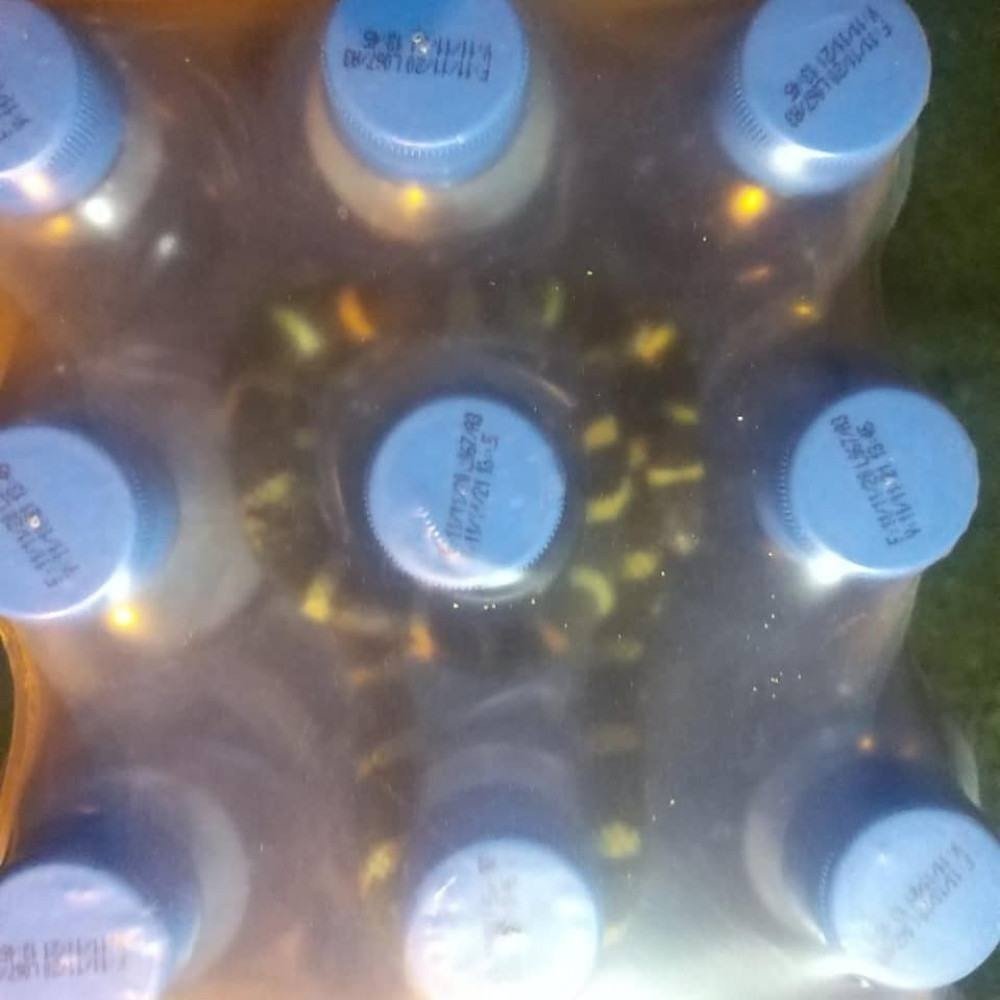 serpente encontrada em fardo de água em Itajaí