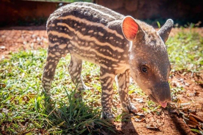 (crédito: Thais Miranda / Zoológico de Brasília) (crédito: Thais Miranda / Zoológico de Brasília)