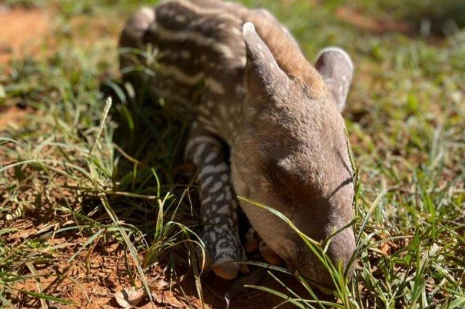 Por enquanto, Pepino ainda está consumindo somente o leite materno, mas brevemente vai passar a consumir folhagens.