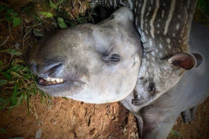 O novo morador do Zoo nasceu no dia 18 de janeiro, e é filho do Melão e da Melancia, duas antas que chegaram órfãs à Brasília e se reproduziram em cativeiro