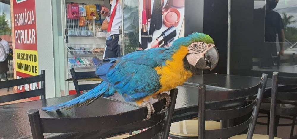 Vídeo: polícia é chamada para capturar arara em restaurante de Águas Claras