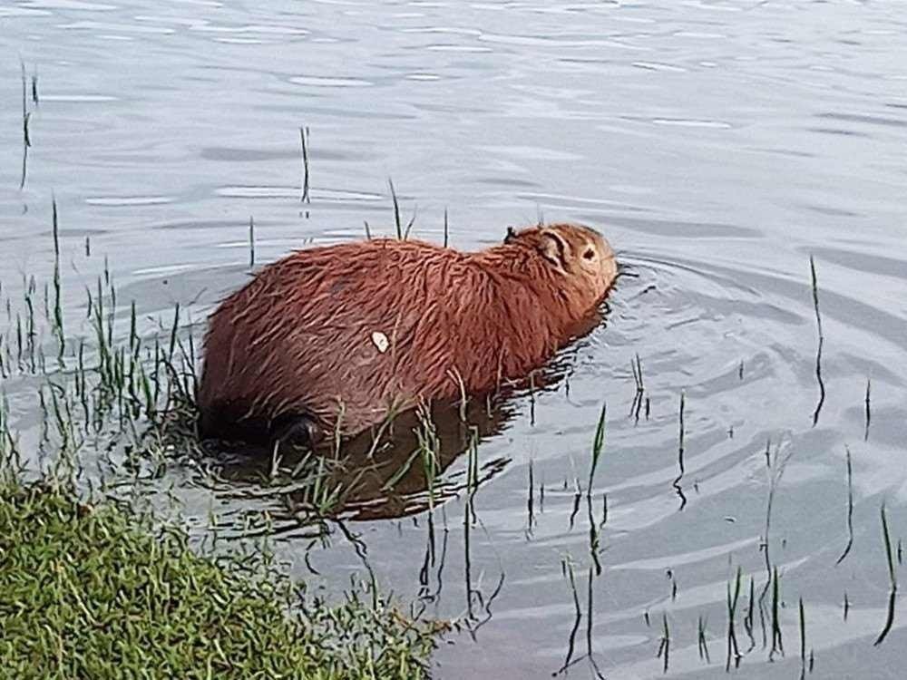 Capivara ataca morador do Life Resort