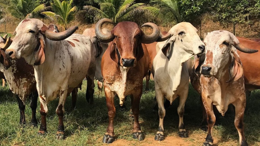 Brasil tem quase 30 fábricas de vacina para gado e só 2 para humanos