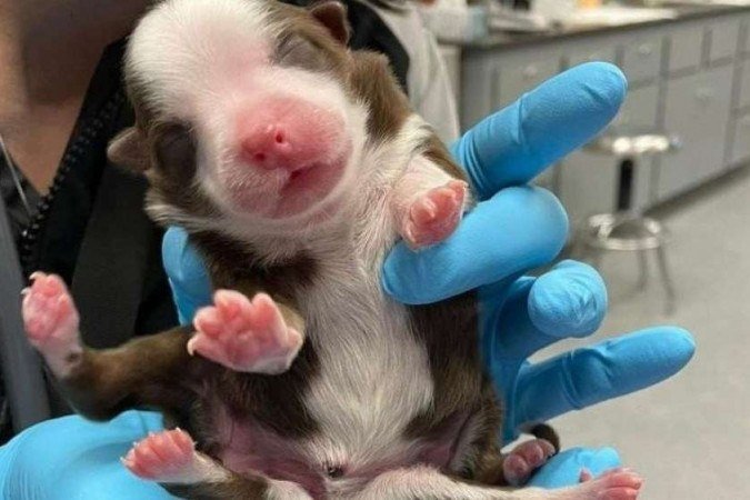  (crédito: Neel Veterinary Hospital/ Facebook )