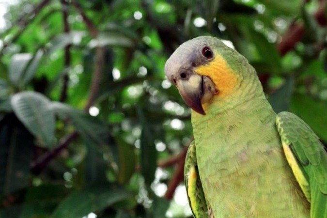  (crédito: Zuleika de Souza/CB/D.A Press - 25/3/2003)