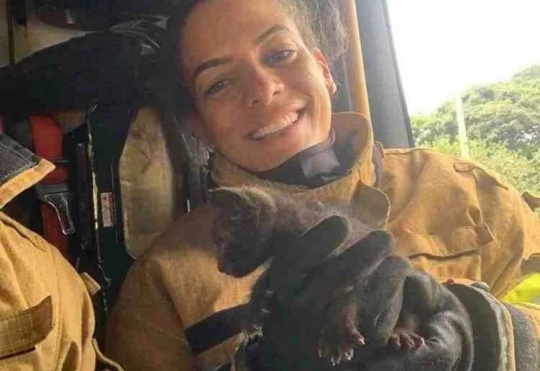 Gato preso em edificação é içado com ajuda de atadura e salvo por bombeiros no DF