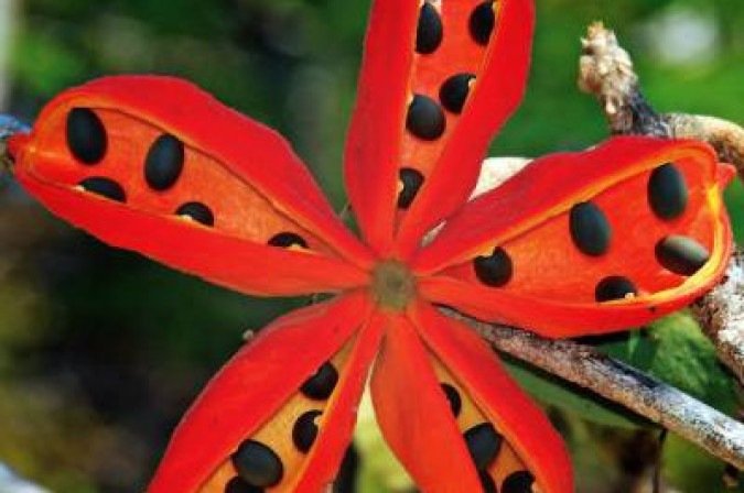 Flores e frutos típicos do cerrado que surgem no outono. Na foto, chichá