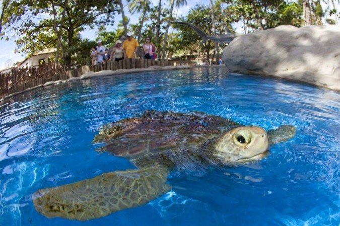  (crédito: Tamar/Reprodução)