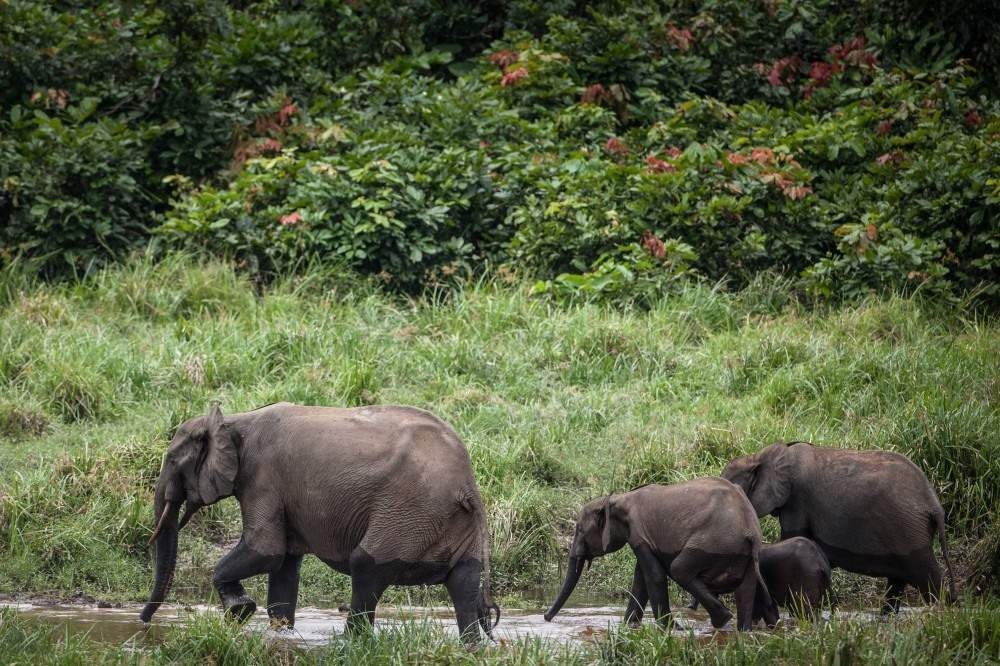 Elefante africano da floresta corre risco de extinção