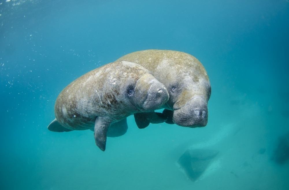 Noaa/Divulgação