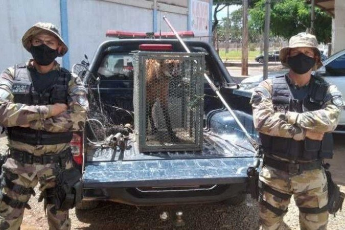 Lobo-guará é resgatado de um lava-jato em Planaltina -  (crédito: Divulgação - PMDF)