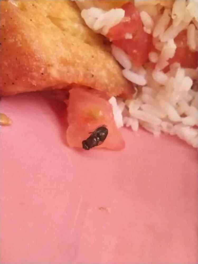 Mosca sobre um pedaço de tomate. Há arroz e frango acima.