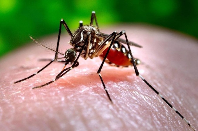 Mosquito Aedes aegypti, vetor da doença -  (crédito: Reprodução )