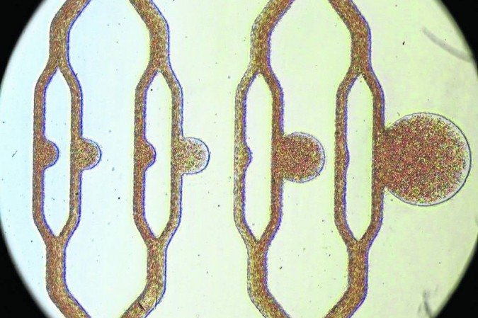  (crédito: NTU Singapore/Divulgação)