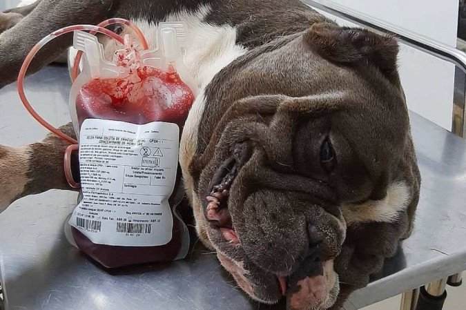 Para doar, o cachorro precisa ter entre 2 e 6 anos e pesar mais de 27kg - (crédito: Divulgação/ Hvep) Para doar, o cachorro precisa ter entre 2 e 6 anos e pesar mais de 27kg - (crédito: Divulgação/ Hvep)