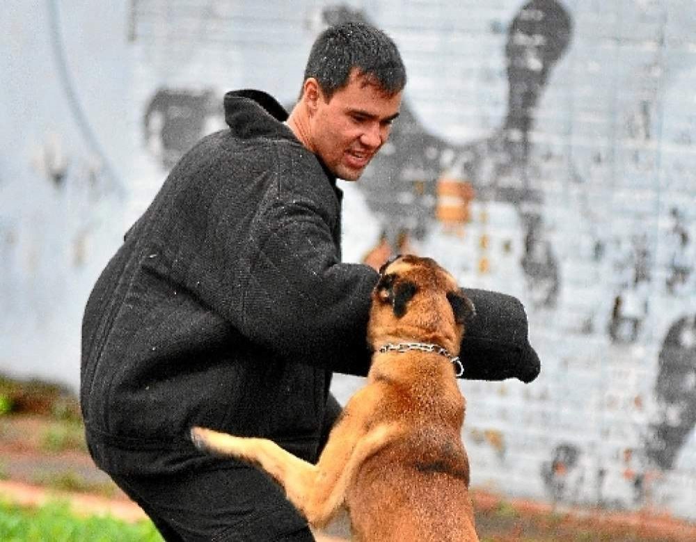 PMDF usa método com odores para treinamento de cães da corporação