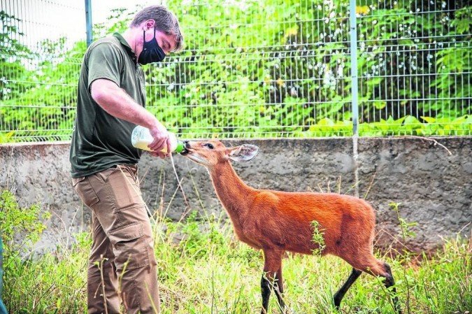 O filhote Dudu é alimentado com folhas, leite de cabra e frutas. Quando adulto, o espécime pode atingir 2 metros de comprimento e 140kg -  (crédito: Ivan Mattos/Zoológico de Brasília)