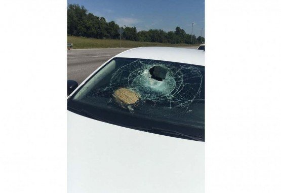 Tartaruga bate no para-brisa de carro e atinge mulher de 71 anos na cabe&ccedil;a. Caso ocorreu na Fl&oacute;rida, nos Estados Unidos.