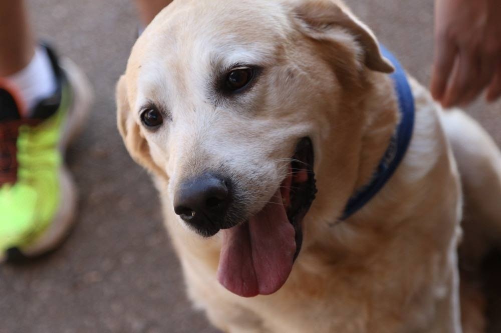 Encontro de pets no Parque da Cidade vai tratar da prevenção à leishmaniose