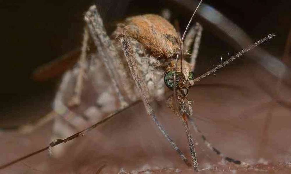 Pesquisadores detectam, pela primeira vez, vírus do Nilo Ocidental em Minas