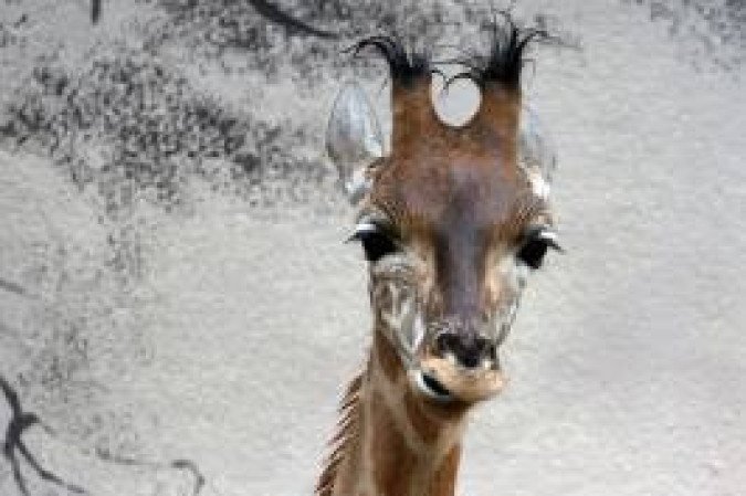 Three-month baby giraffe of Niger (Giraffa Camelopardalis) named 