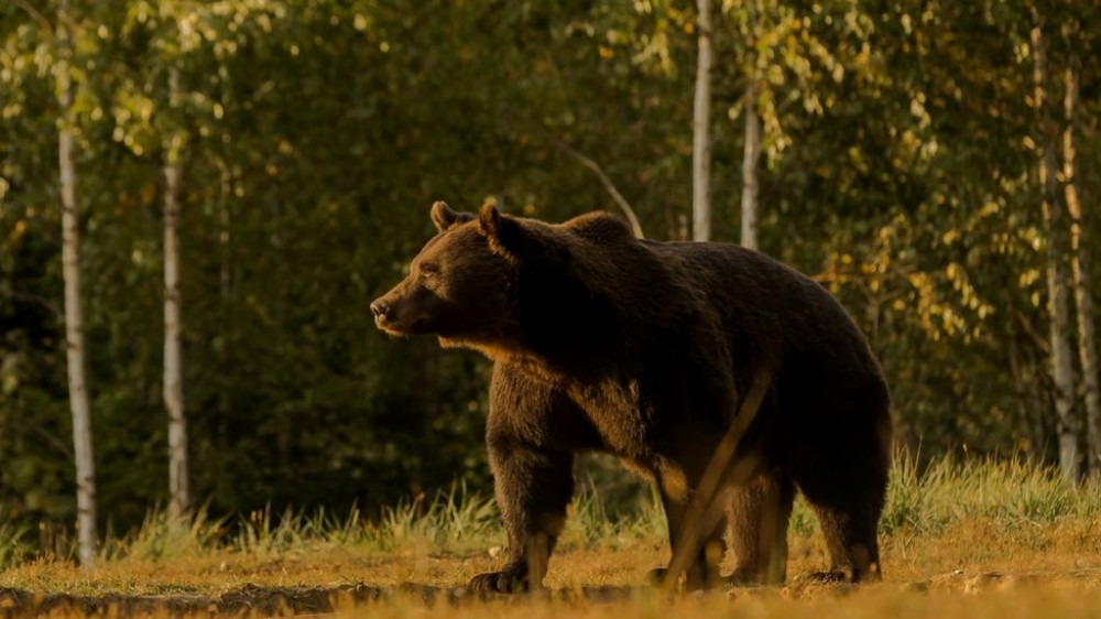 Príncipe é acusado de matar o 'maior urso vivo da Europa’