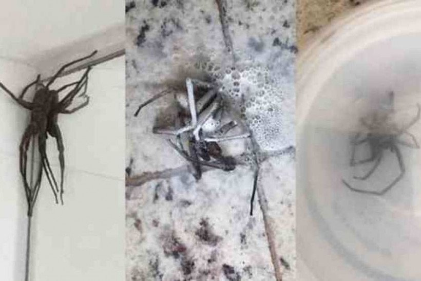 Aranhas gigantes encontradas dentro de residências de Belo Horizonte, Minas Gerais