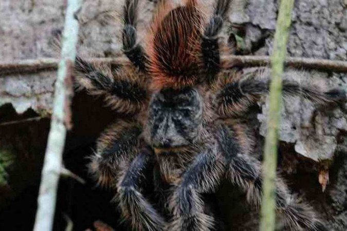  (crédito: Juarez Rodrigues/EM/D.A Press)