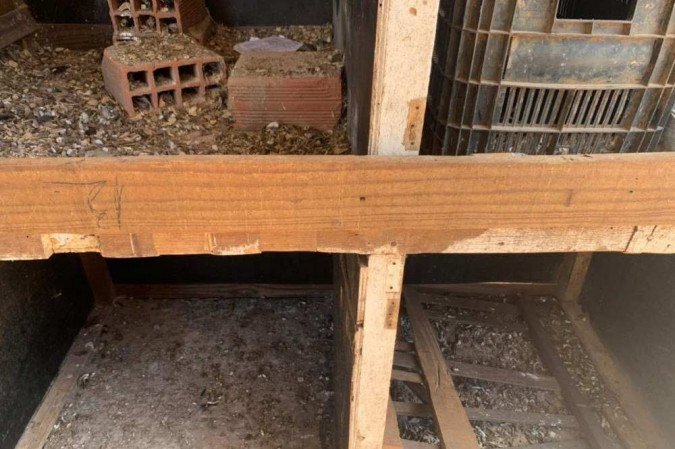 Galos foram encontrados em locais sujos