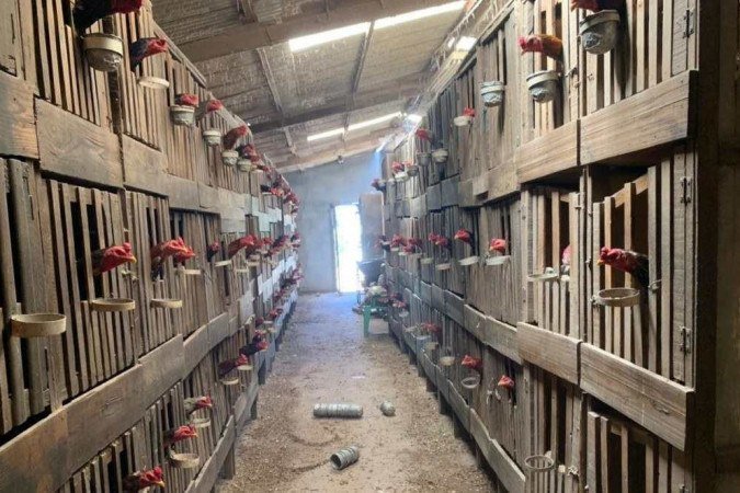 Os animais apreendidos apresentavam sinais de maus-tratos -  (crédito: PMDF/Divulgação)