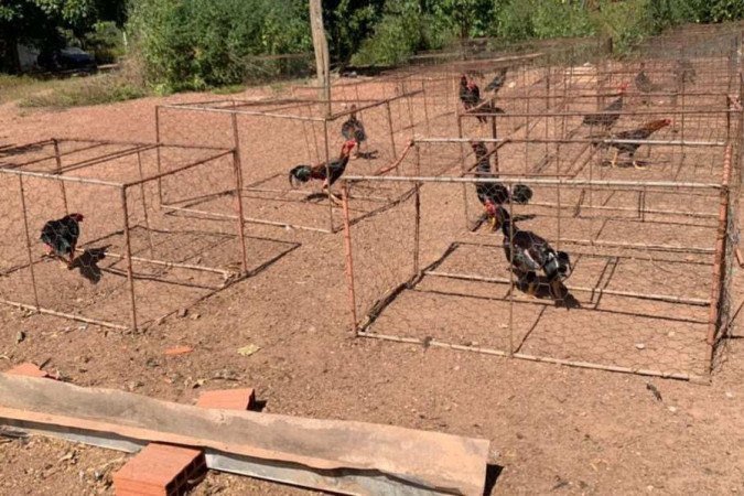 Na casa, a PMDF encontrou uma espécie de arena