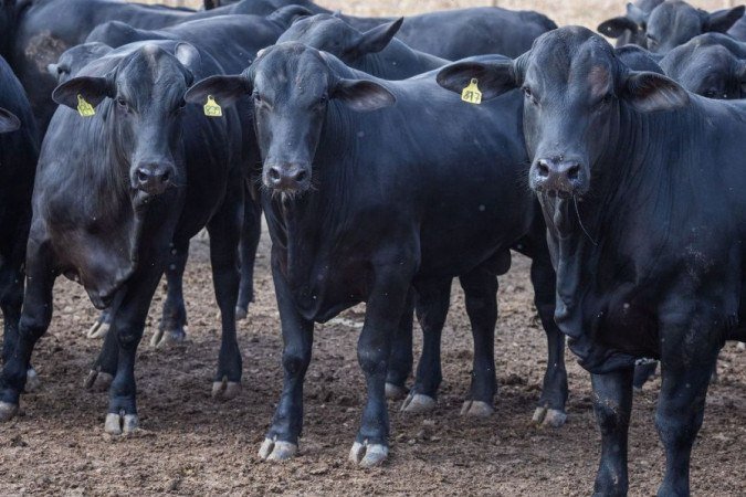  (crédito: CNA/ Wenderson Araujo/Trilux)