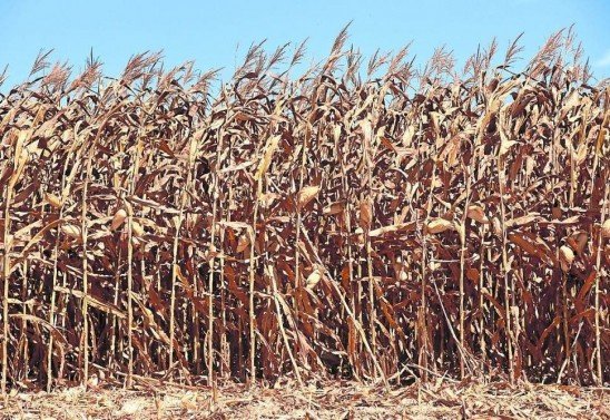 Ed Alves/CB/D.A Press - 13/8/20