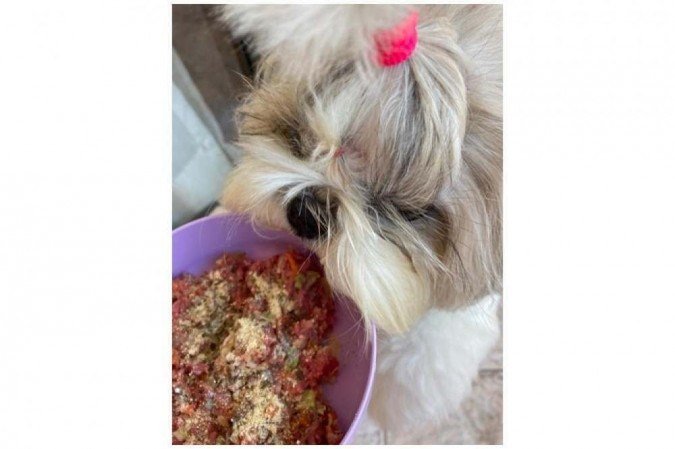 Dhara recebe alimentação natural e faz uso de um suplemento em pó misturado na comida: benefícios à saúde da shih-tzu
 -  (crédito: Arquivo pessoal)