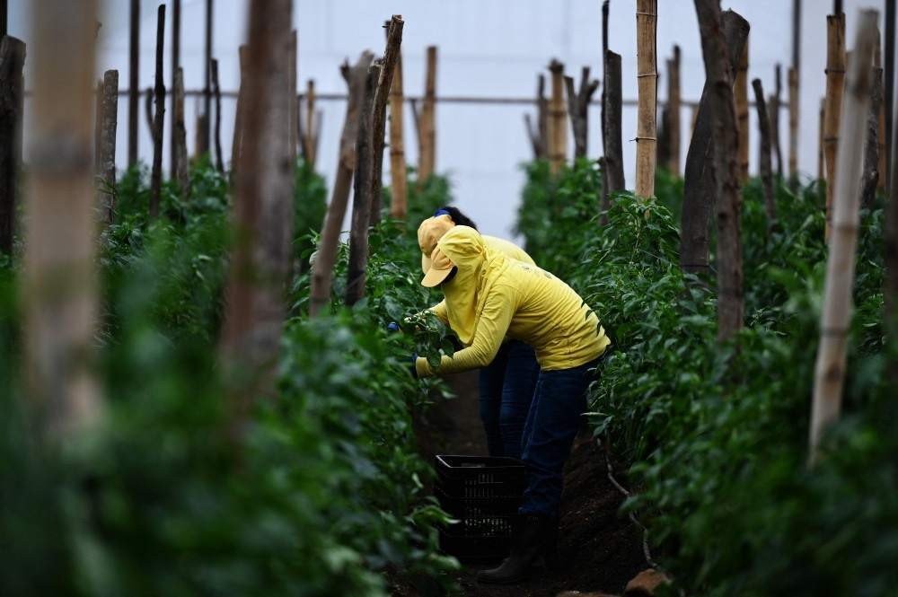 Presas trabalham em plantação diversificada na fazenda da prisão, em Izalco, 60 km a oeste de San Salvador, em 6 de maio de 2021. Presas participam de um novo programa de governo que visa permitir que pessoas privadas de liberdade cresçam, cozinhe e consumir sua própria comida. Nas prisões de El Salvador, de acordo com a Diretoria dos Centros Criminais, havia 35.934 presos em 8 de maio, dos quais 2.602 são mulheres.
MARVIN RECINOS / AFP