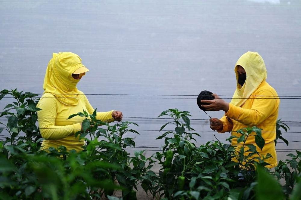 Presas trabalham em plantação diversificada na fazenda da prisão, em Izalco, 60 km a oeste de San Salvador, em 6 de maio de 2021. Presas participam de um novo programa de governo que visa permitir que pessoas privadas de liberdade cresçam, cozinhe e consumir sua própria comida. Nas prisões de El Salvador, de acordo com a Diretoria dos Centros Criminais, havia 35.934 presos em 8 de maio, dos quais 2.602 são mulheres.
MARVIN RECINOS / AFP