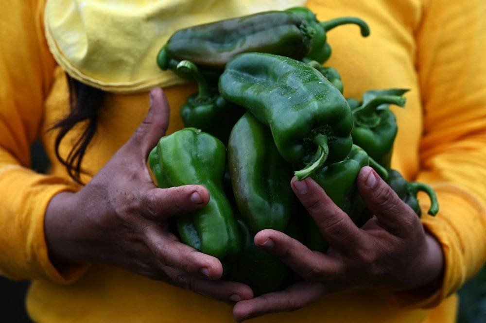 Presas trabalham em plantação diversificada na fazenda da prisão, em Izalco, 60 km a oeste de San Salvador, em 6 de maio de 2021. Presas participam de um novo programa de governo que visa permitir que pessoas privadas de liberdade cresçam, cozinhe e consumir sua própria comida. Nas prisões de El Salvador, de acordo com a Diretoria dos Centros Criminais, havia 35.934 presos em 8 de maio, dos quais 2.602 são mulheres.
MARVIN RECINOS / AFP