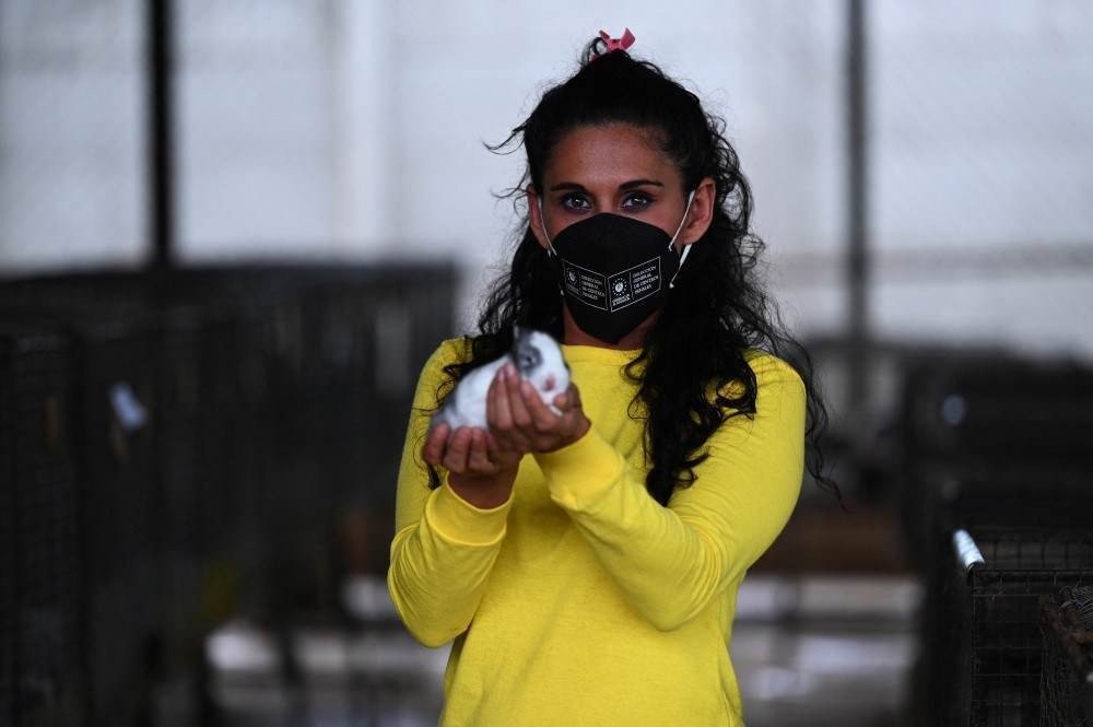 Lizbeth Velado, 33, que cumpre pena de 8 anos por furto, detém um coelho durante uma jornada de trabalho de criação na fazenda da prisão, em Izalco, 60 km a oeste de San Salvador, em 6 de maio de 2021. Presas estão participando em um novo programa governamental que visa permitir que as pessoas privadas de liberdade cultivem, cozinhem e consumam sua própria comida. Nas prisões de El Salvador, de acordo com a Diretoria dos Centros Criminais, havia 35.934 presos em 8 de maio, dos quais 2.602 são mulheres.
MARVIN RECINOS / AFP