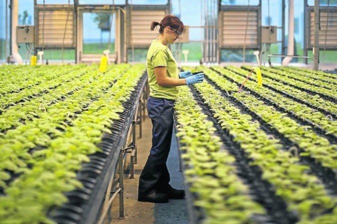 A planta Nicotiana benthamiana é testada contra outros tipos de vírus, como o da gripe e o HPV -  (crédito: Mathieu Belanger/AFP)