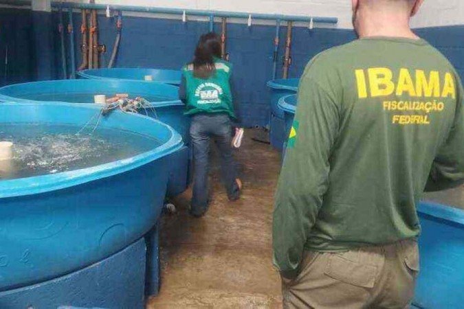  (crédito:  Ibama-MG/Divulgação )