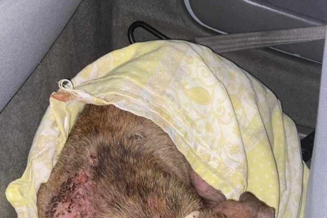  (crédito: Polícia Militar Ambiental/Divulgação)