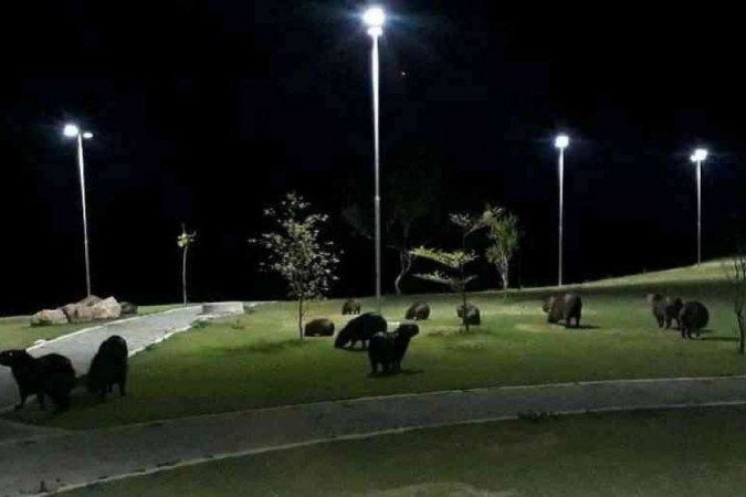 Capivaras são comuns no entorno da lagoa próximo à sede da Prefeitura de Itaúna -  (crédito: Prefeitura de Itaúna/Divulgação)